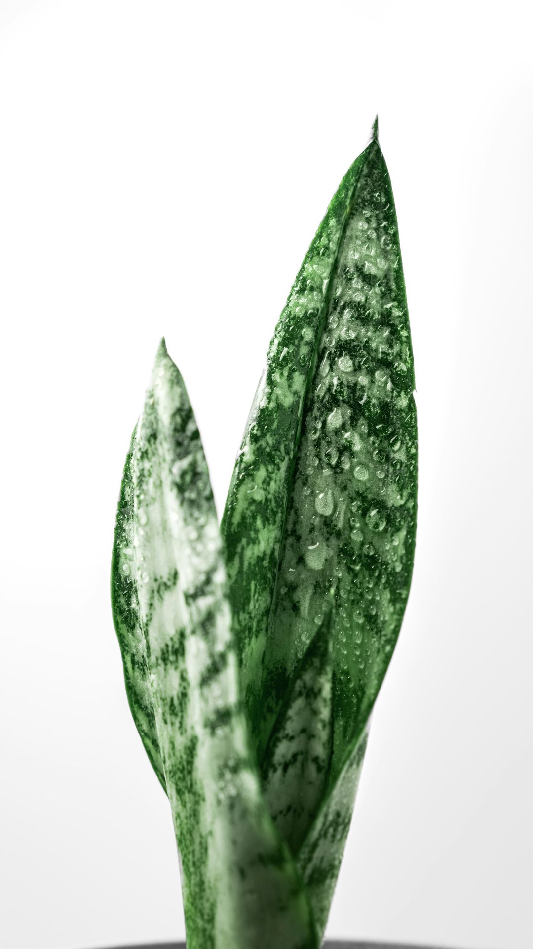 Snake plant leaves with water droplets.