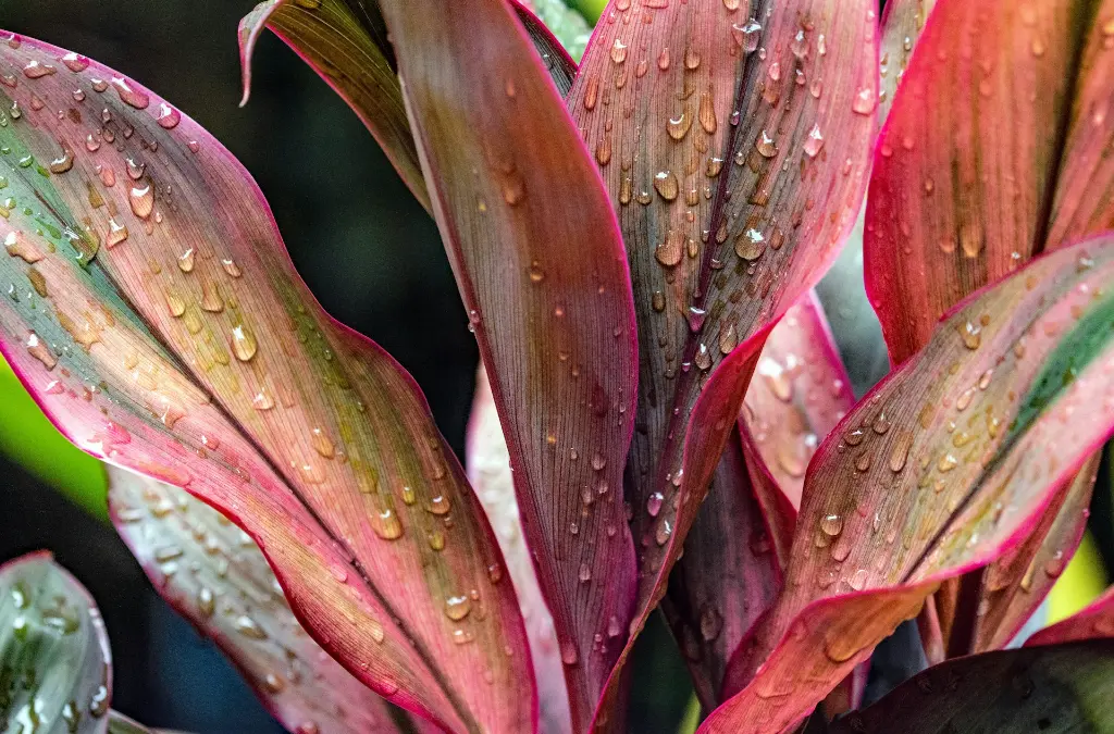 unsplash_rNHUbInvFkU_ti plant.webp.jpg.jpg