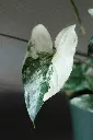 unsplash_0zfbsZ4oS04_syngonium albo.webp.jpg