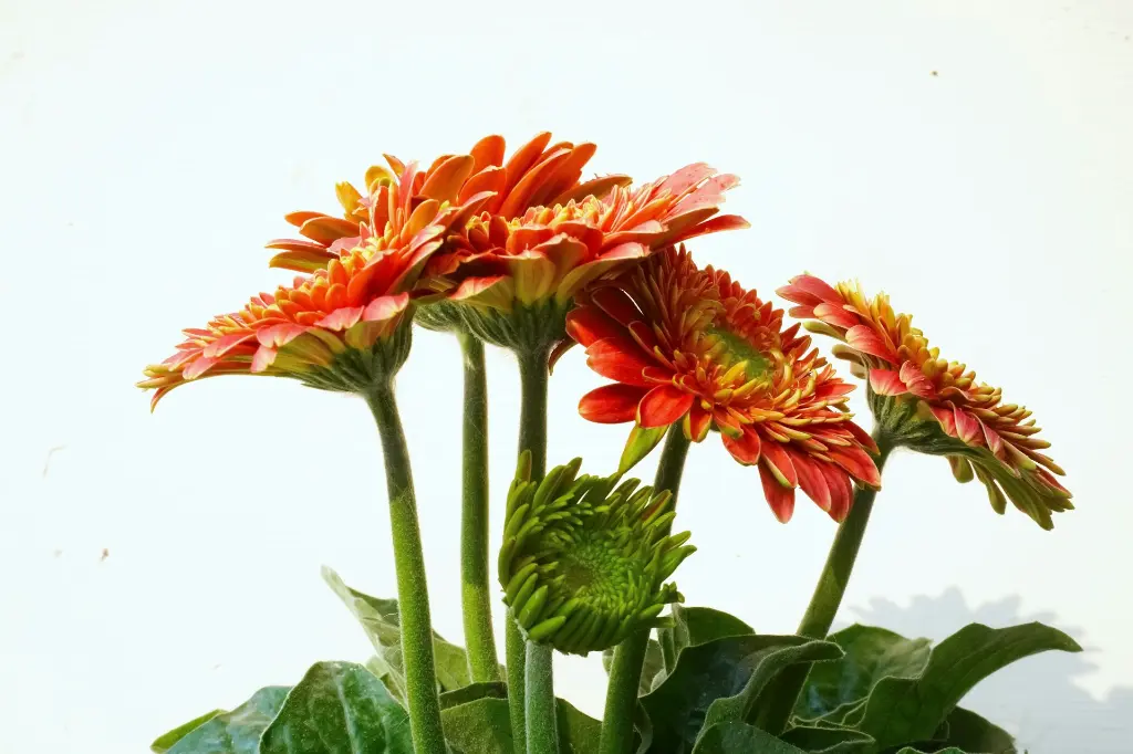 unsplash_V18SXxEq3N8_gerbera plant.webp