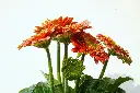 unsplash_V18SXxEq3N8_gerbera plant.webp