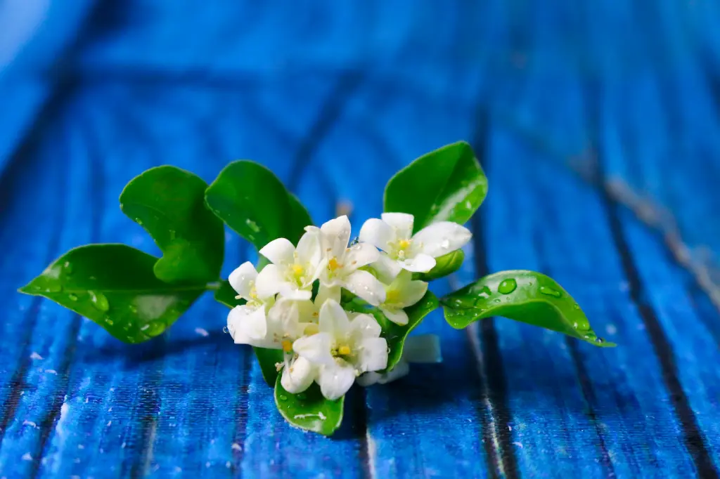 unsplash_VpmMIYmPcuI_orange jasmine.webp