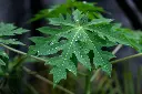 unsplash_nXaDYe6L1Kg_papaya plant.webp