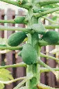 unsplash_FUtMRSK4MCg_papaya plant.webp.jpg