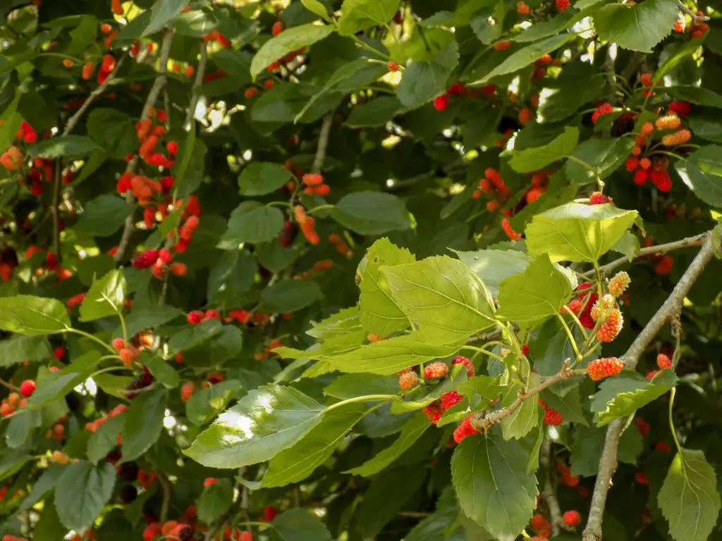unsplash_5ISAVM_RoD0_mulberry.webp