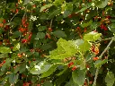 unsplash_5ISAVM_RoD0_mulberry.webp