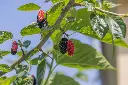 unsplash_m2LKk2QzUiU_mulberry.webp.jpg