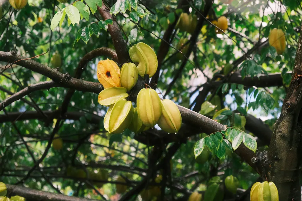 unsplash_ZRLwpjTNGkM_star fruit.webp
