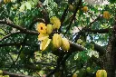 unsplash_ZRLwpjTNGkM_star fruit.webp