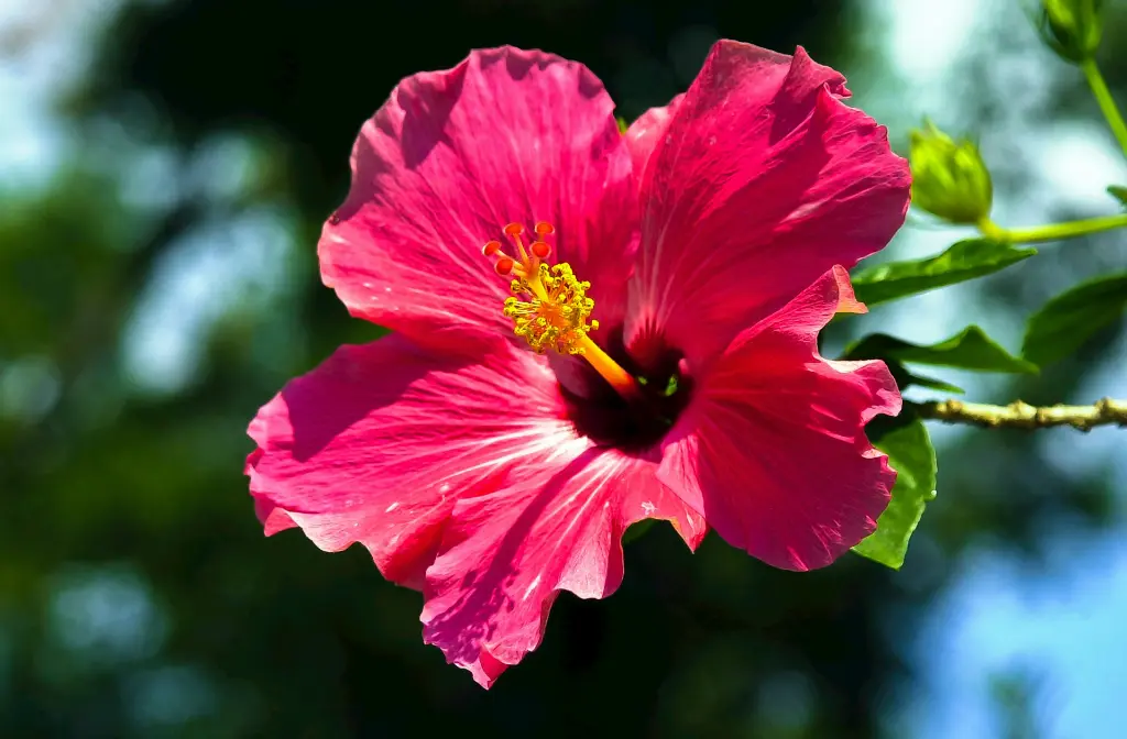 unsplash_U-3A244f0fc_hibiscus.webp