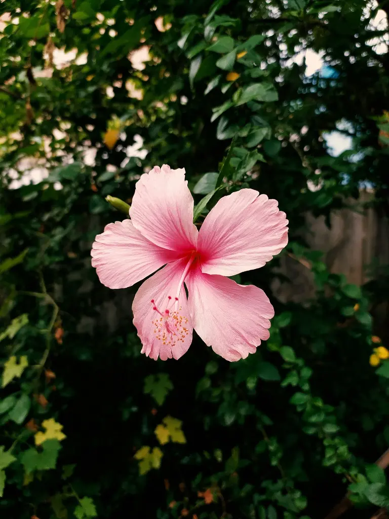 unsplash_tbOi2cFlgUE_hibiscus.webp.jpg