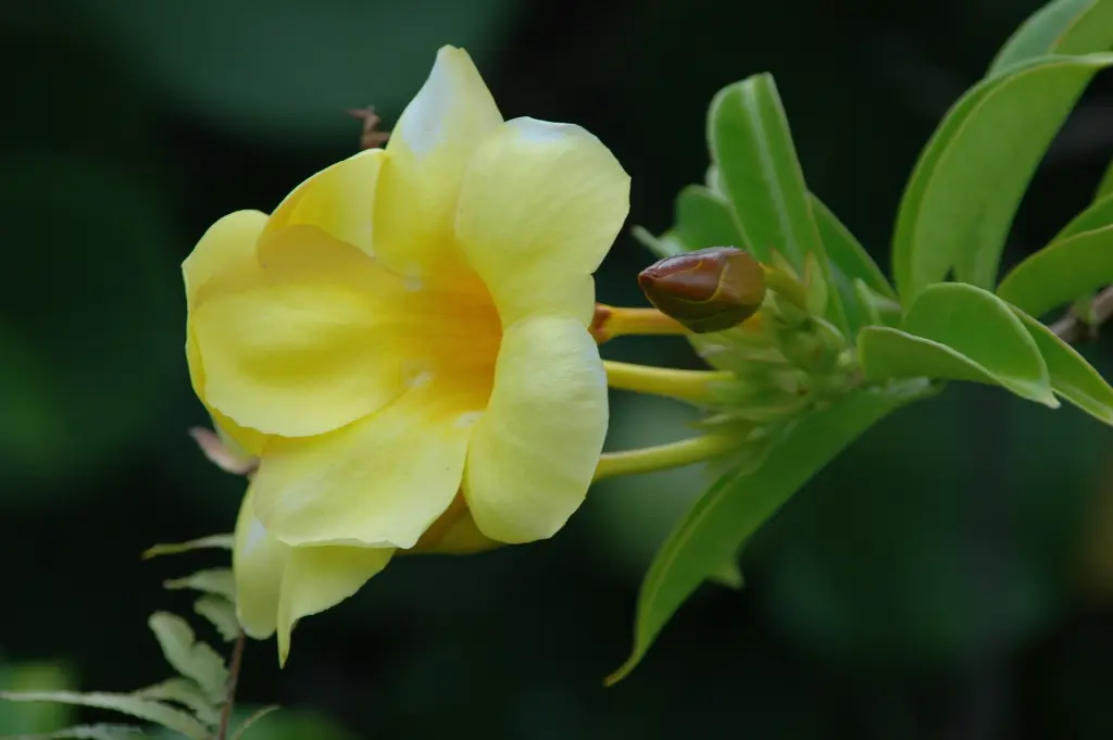 unsplash_t5XBy3-7wDQ_golden trumpet.webp.jpg