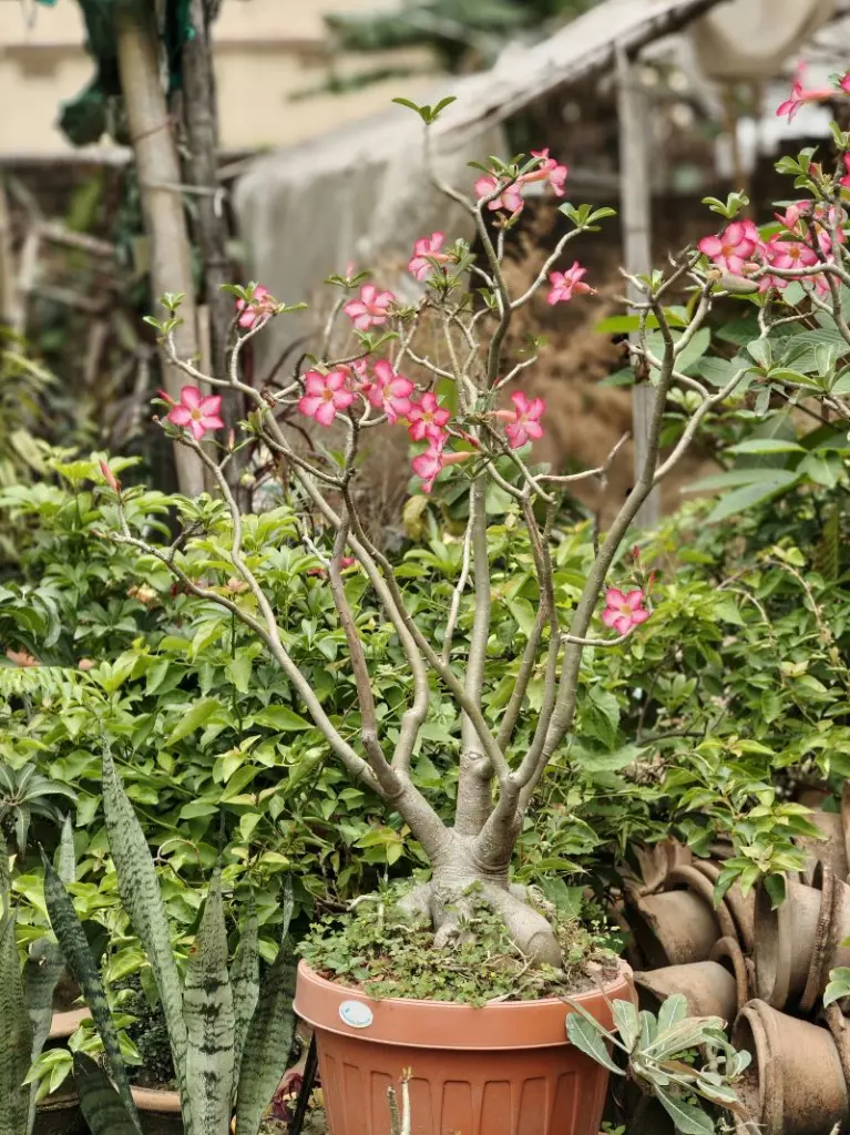 Desert Rose