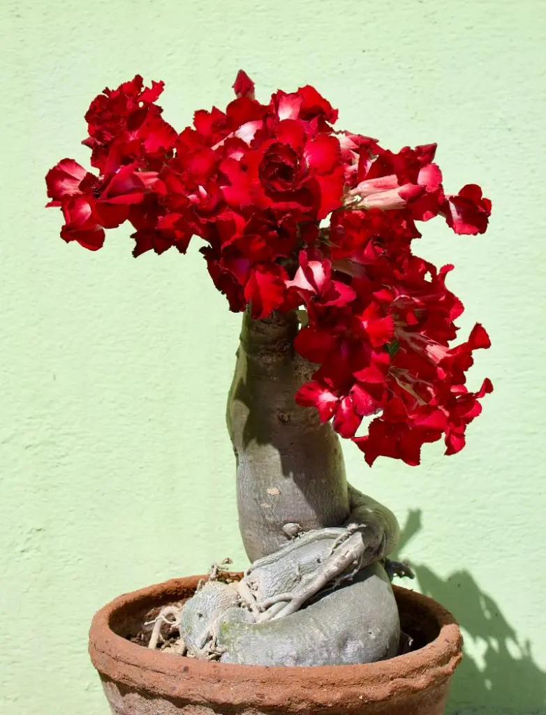 Desert Rose