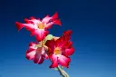 Desert Rose