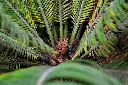 unsplash_pKUTdyuCHxk_sago palm.webp