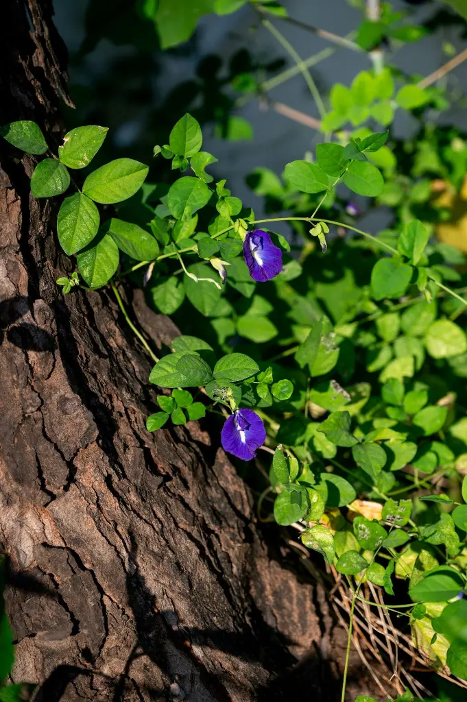 unsplash_ezJHQQRy2QA_blue pea.webp