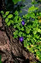 unsplash_ezJHQQRy2QA_blue pea.webp
