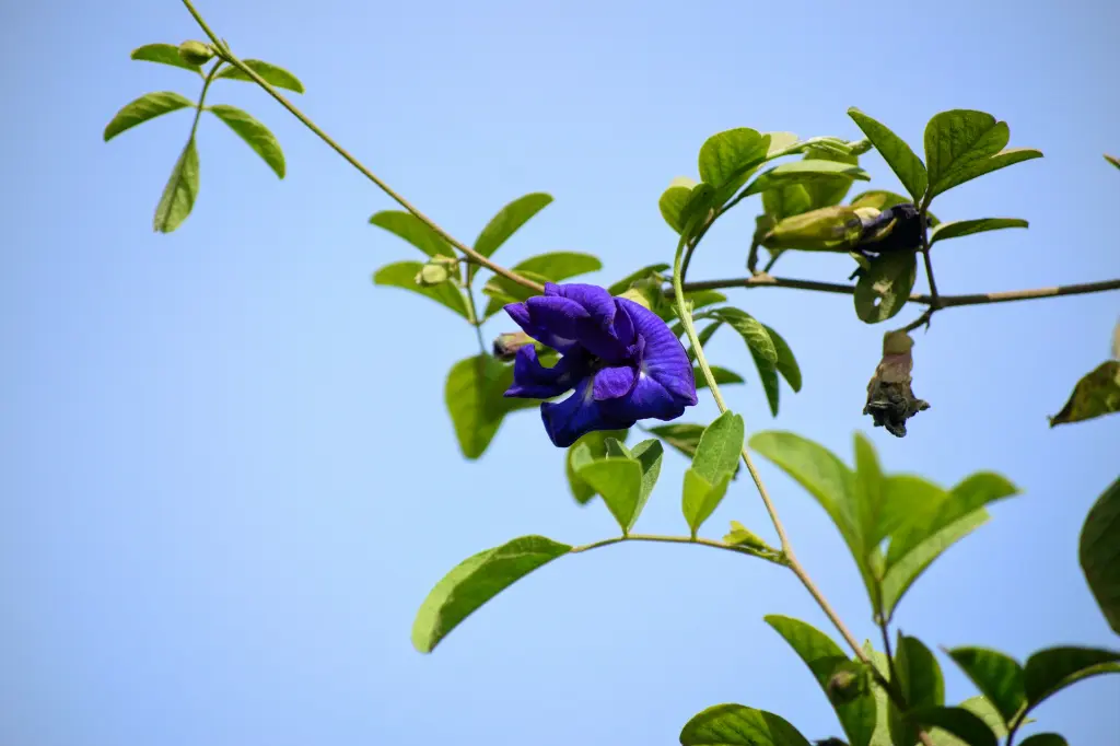 unsplash_iAXEhZrLkHI_blue pea.webp.jpg
