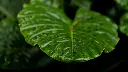 unsplash_idsyuaZJqI4_taro plant.webp