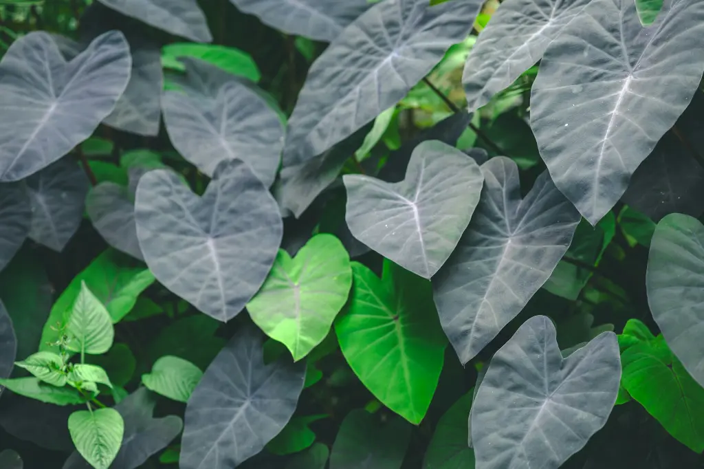unsplash_NCFm0ZHONl4_taro plant.webp.jpg