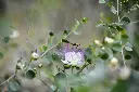 unsplash_lENVUwcN1EA_purple passion plant.webp
