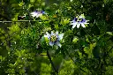 unsplash_ANYKKssmx1E_purple passion plant.webp.jpg