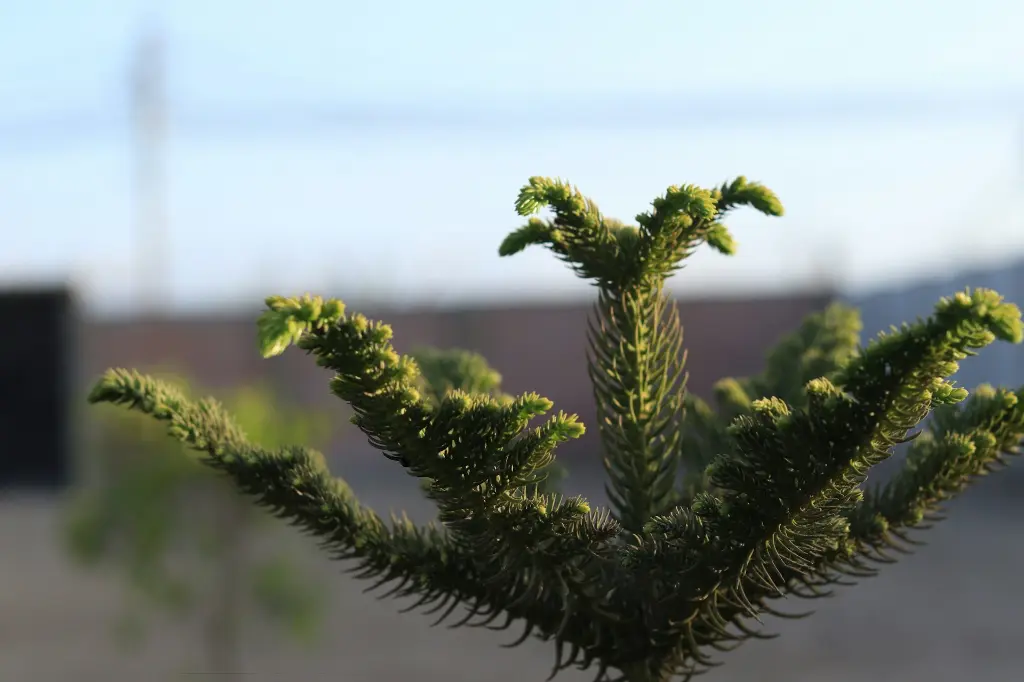 unsplash_KSsE-b4l8KQ_norfolk island pine.webp.jpg