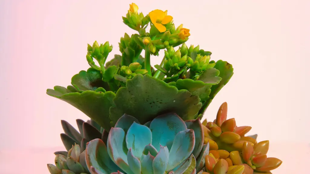 Kalanchoe