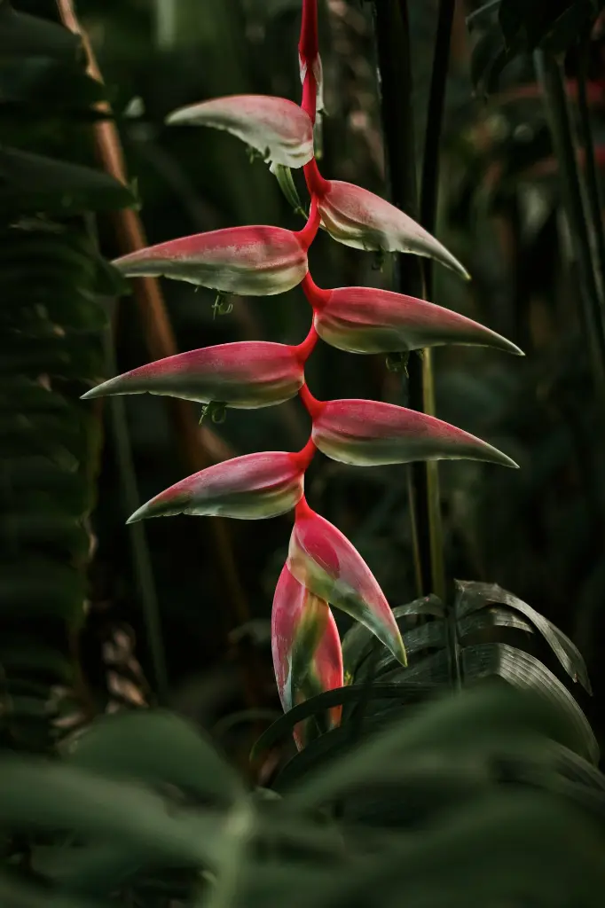 unsplash_0apCa91Ac1o_heliconia.webp