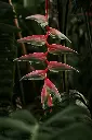 unsplash_0apCa91Ac1o_heliconia.webp