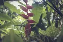 unsplash_grOKRw2lRNg_heliconia.webp.jpg