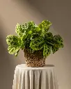 unsplash_4iMEowimDGs_maranta.webp