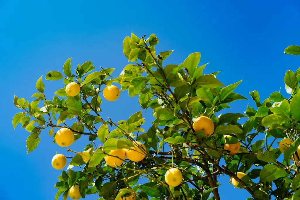 unsplash_cUaXzFXVKkA_round lemon tree.webp