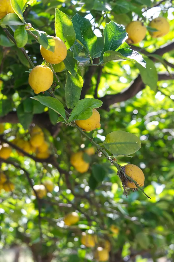unsplash_5tm2EnWxliQ_round lemon tree.webp.jpg