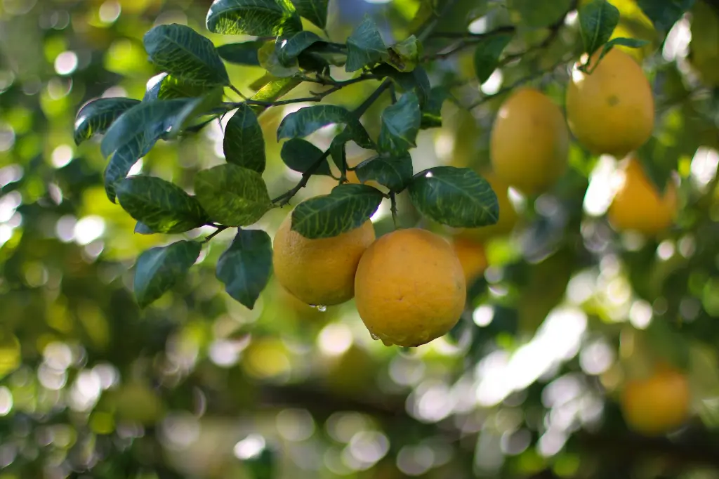 unsplash_krGwaCLcQpU_round lemon tree.webp.jpg.jpg