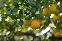 unsplash_krGwaCLcQpU_round lemon tree.webp.jpg.jpg