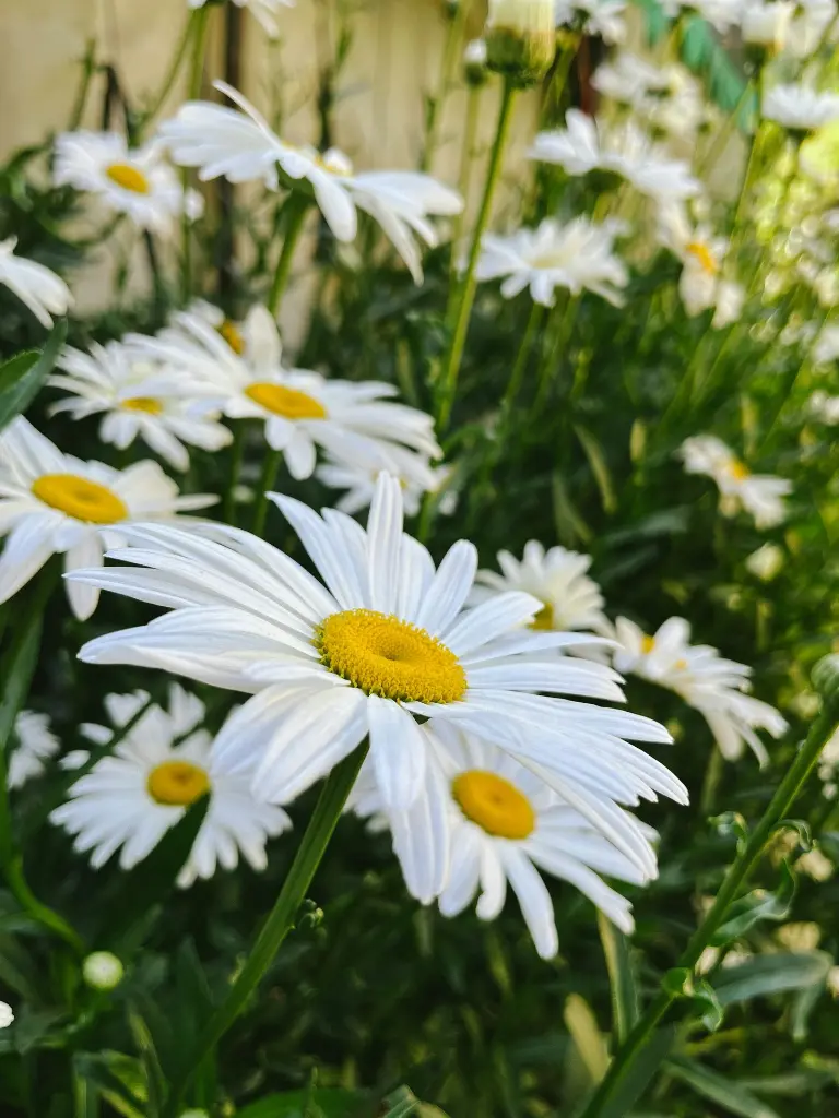 unsplash_MNMWqw7kbL4_daisy plant.webp