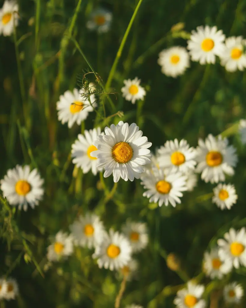 unsplash_hcoO7utwDBY_daisy plant.webp