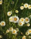 unsplash_hcoO7utwDBY_daisy plant.webp