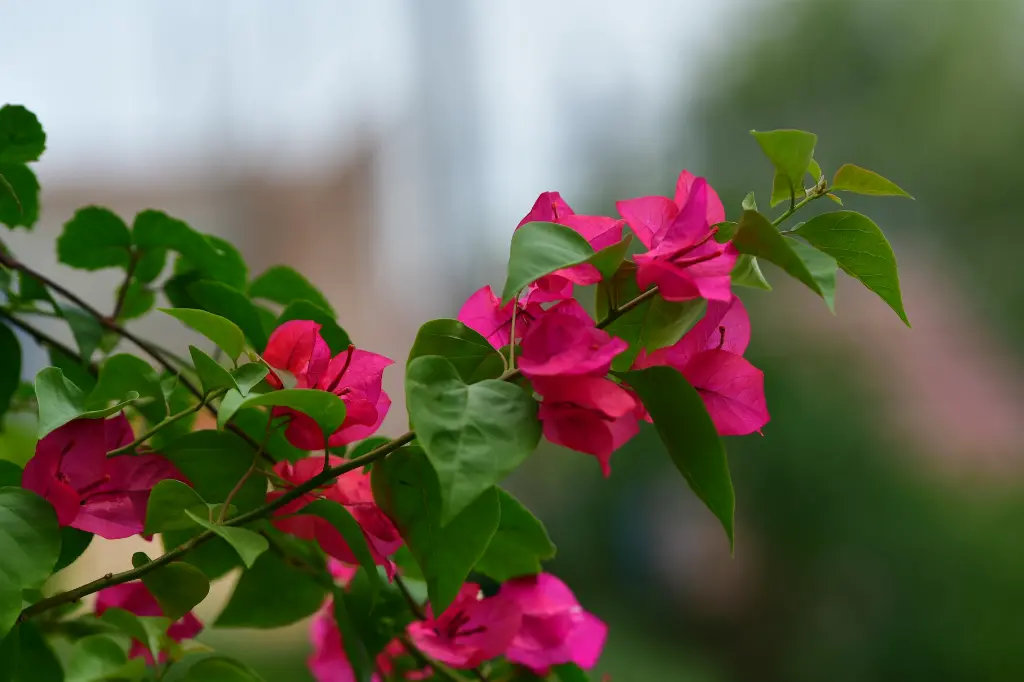 unsplash_DBrfVndwXWY_bougainvillea .webp.jpg