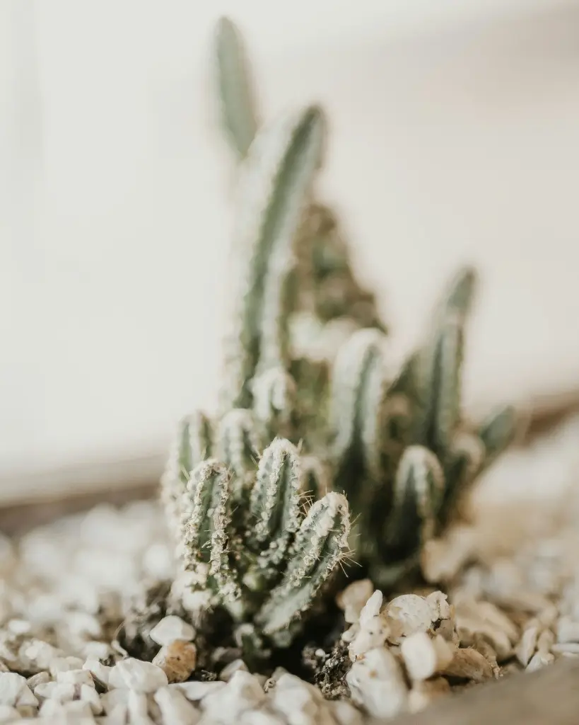 unsplash_6bJobsbNMH0_fairy castle cactus.webp.jpg