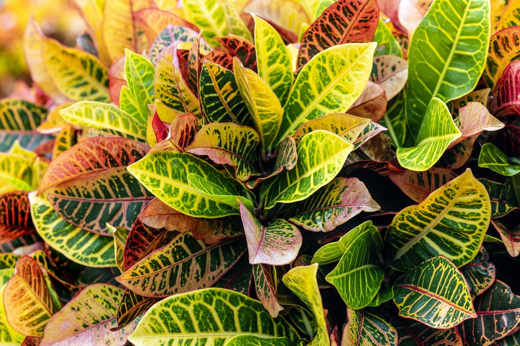 Croton plant
