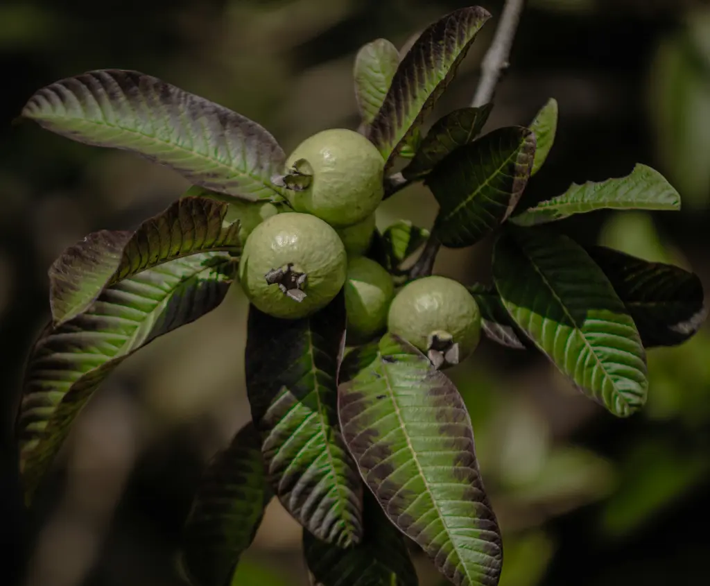 unsplash__3ZHkg5Tcv0_guava.webp