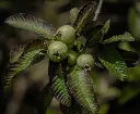 unsplash__3ZHkg5Tcv0_guava.webp