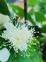 unsplash_yndoRpXEu2g_guava.webp.jpg
