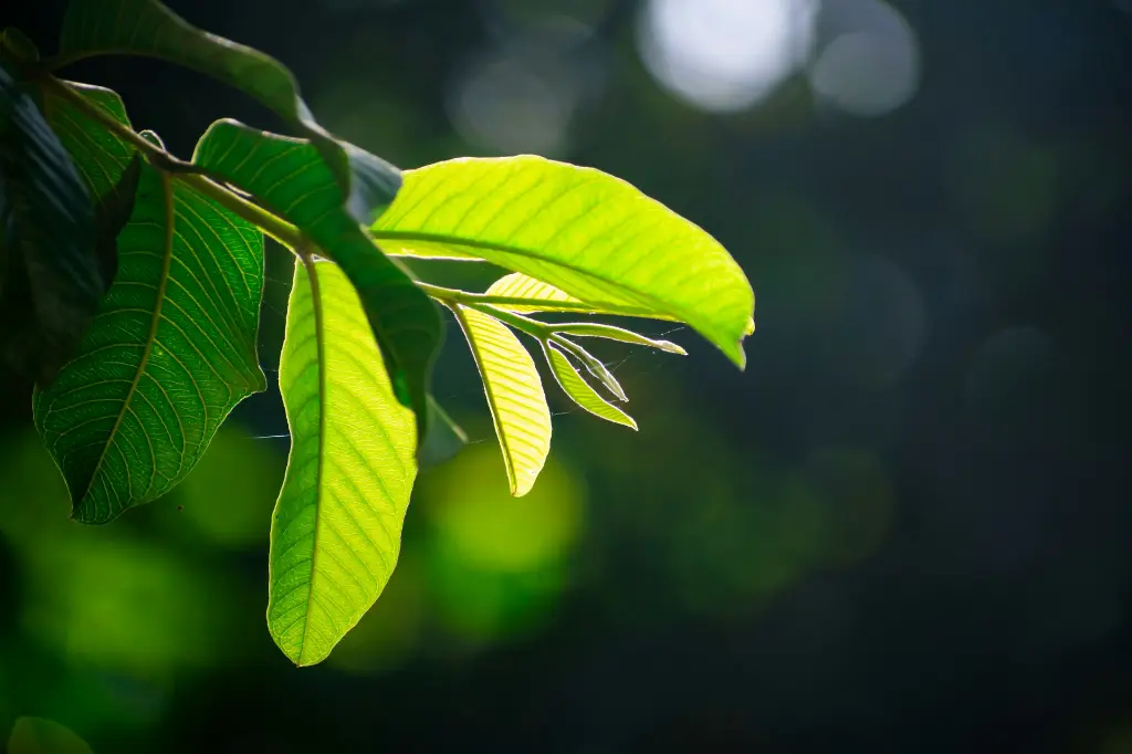 unsplash_ZUFCy9sBE5E_guava.webp.jpg.jpg
