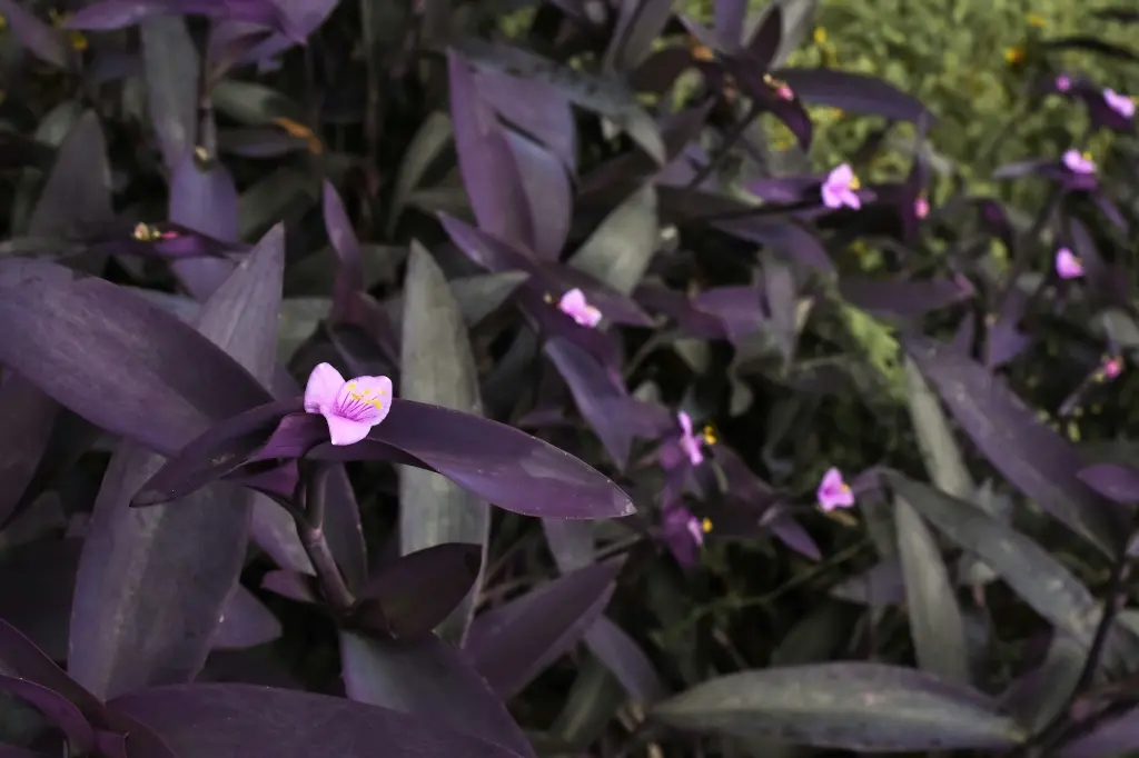 unsplash_94NqF6QzPnk_purple heart plant.webp