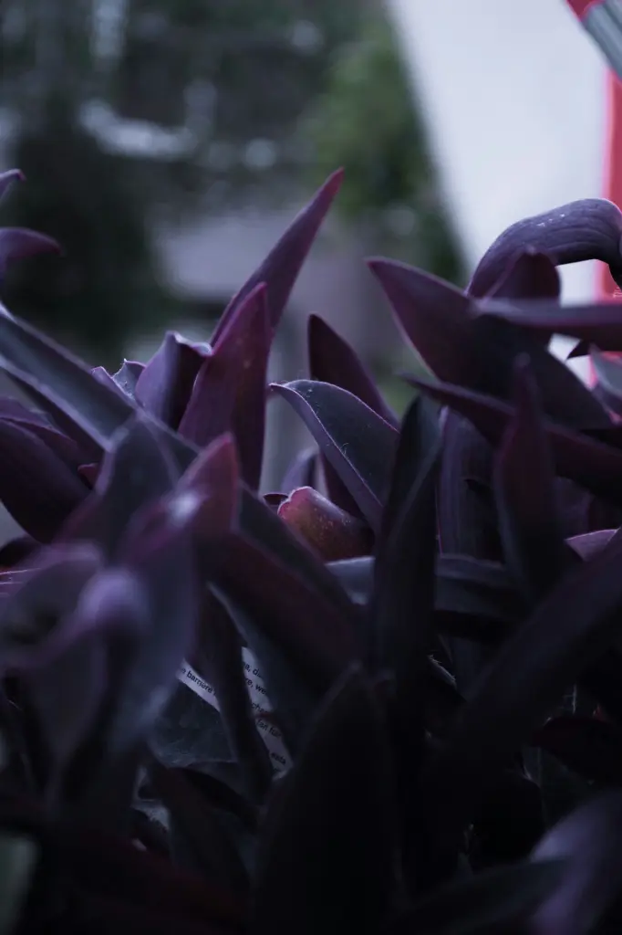 unsplash_YScpMkXth5Y_purple heart plant.webp.jpg
