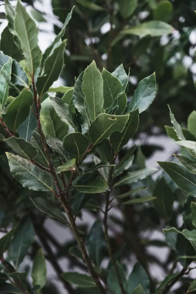 pexels-lachlan-ross-7084257.webp